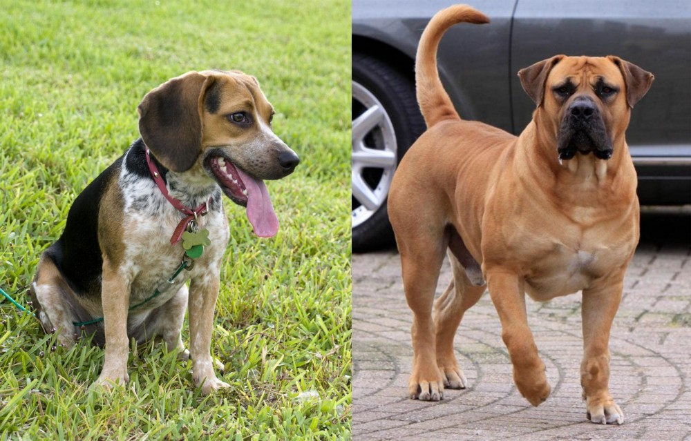 Boerboel vs Bluetick Beagle - Breed Comparison