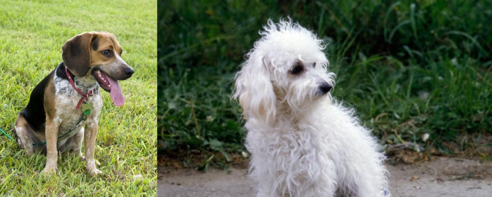 Bolognese vs Bluetick Beagle - Breed Comparison
