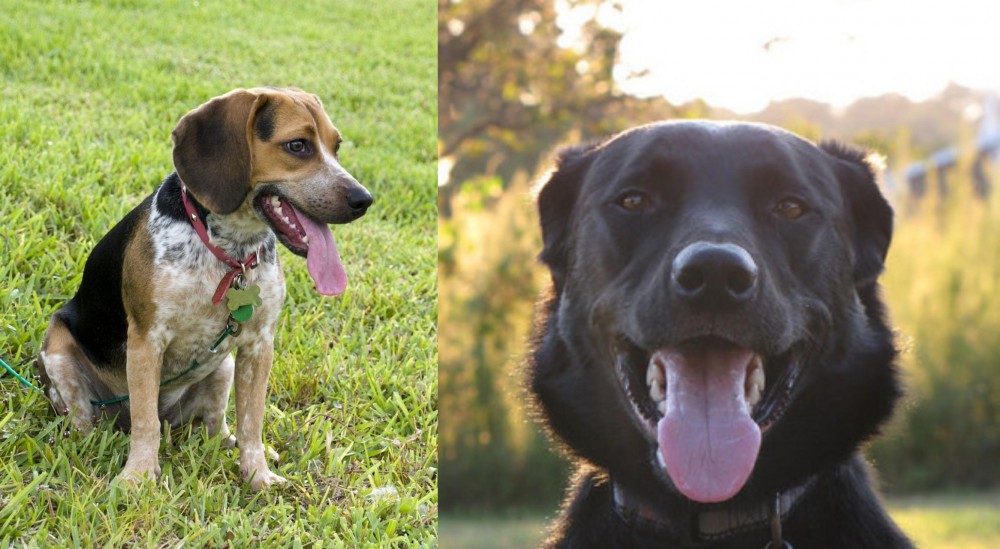 Borador vs Bluetick Beagle - Breed Comparison