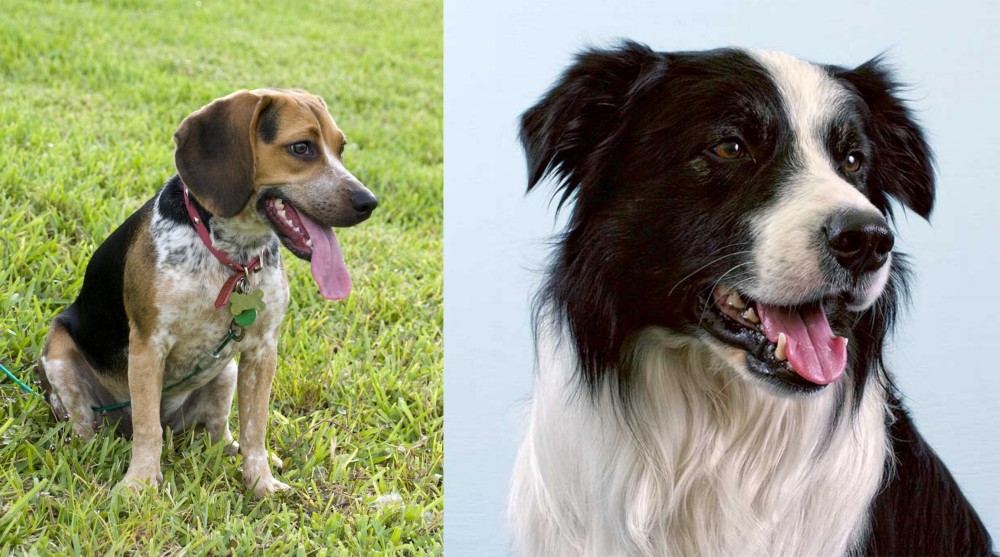 Border Collie vs Bluetick Beagle - Breed Comparison