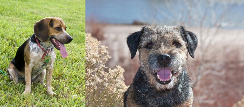 Border Terrier vs Bluetick Beagle - Breed Comparison