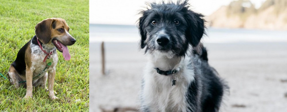 Bordoodle vs Bluetick Beagle - Breed Comparison