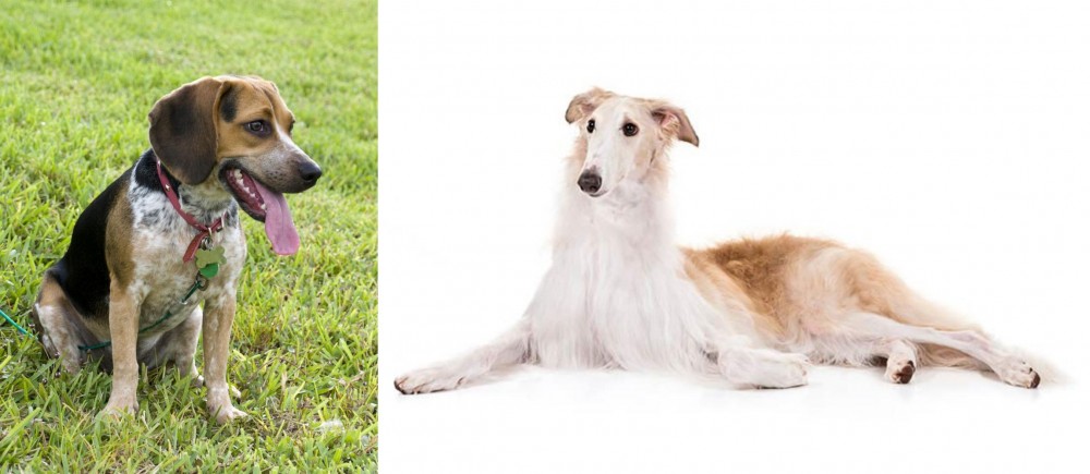 Borzoi vs Bluetick Beagle - Breed Comparison