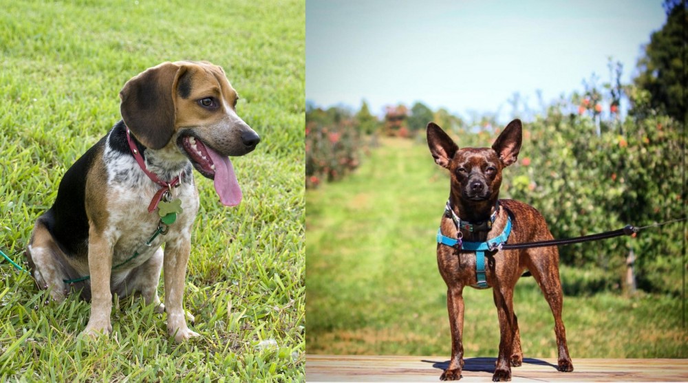 Bospin vs Bluetick Beagle - Breed Comparison