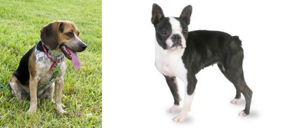 Boston Terrier vs Bluetick Beagle - Breed Comparison