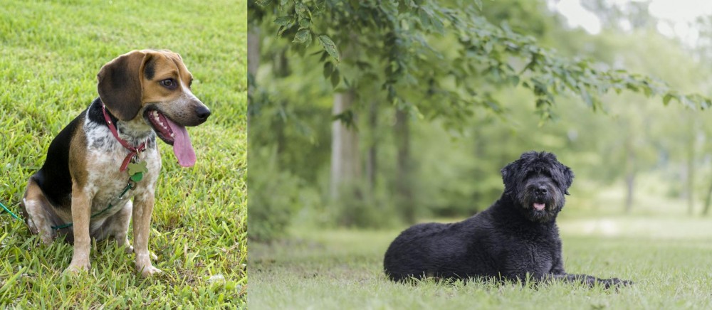 Bouvier des Flandres vs Bluetick Beagle - Breed Comparison