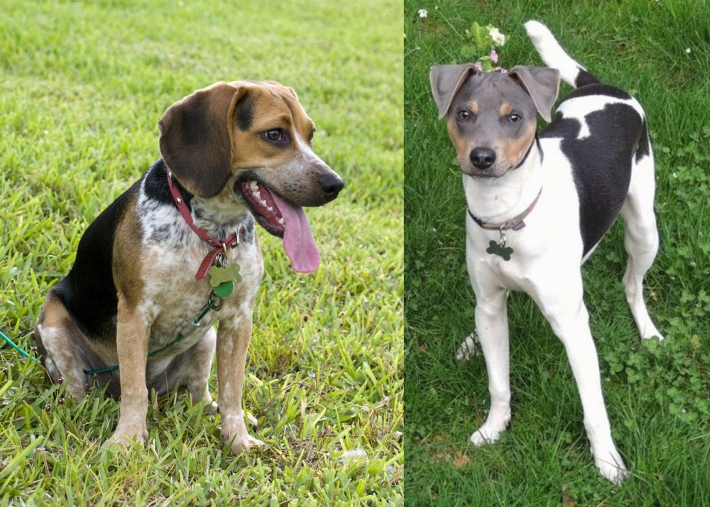 Brazilian Terrier vs Bluetick Beagle - Breed Comparison