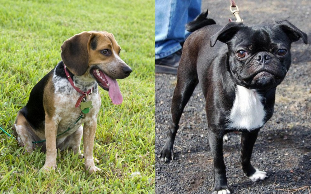 Bugg vs Bluetick Beagle - Breed Comparison