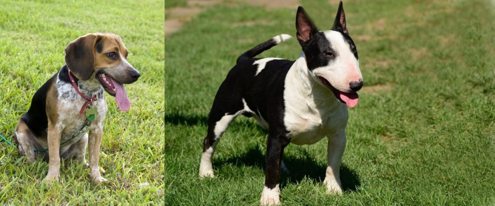 Bull Terrier Miniature vs Bluetick Beagle - Breed Comparison