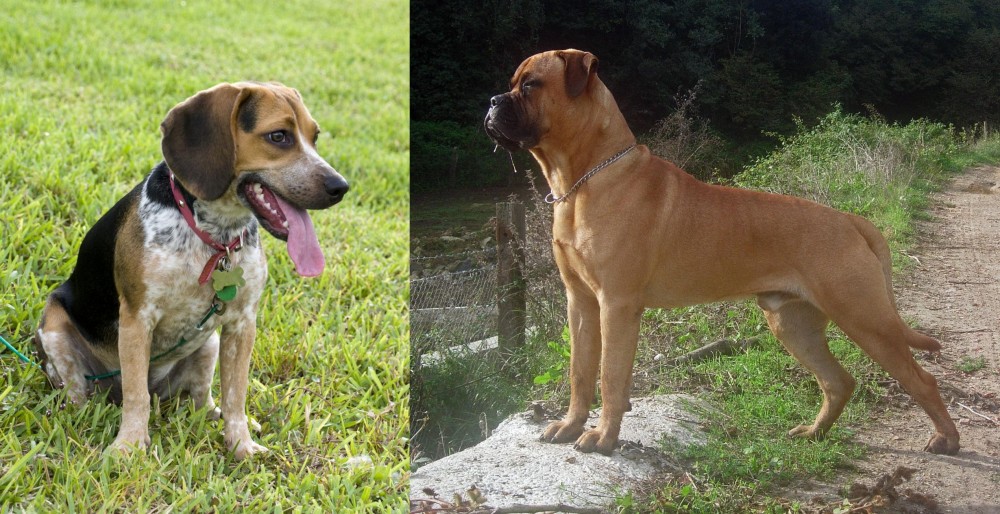 Bullmastiff vs Bluetick Beagle - Breed Comparison