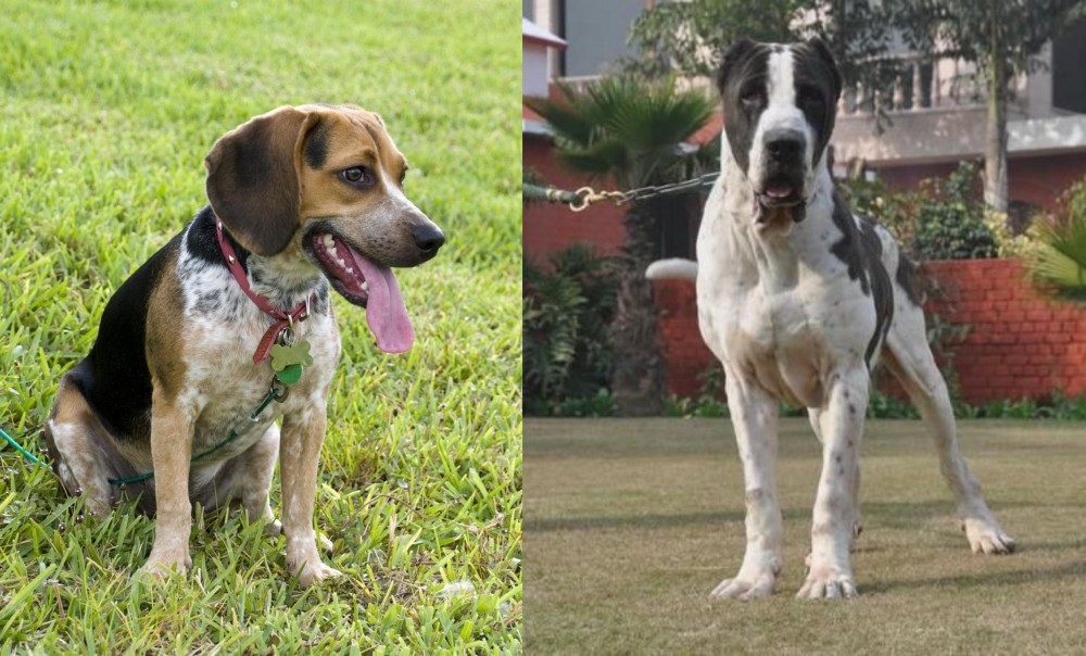 Bully Kutta vs Bluetick Beagle - Breed Comparison