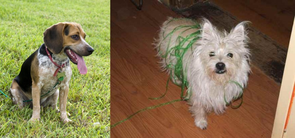 Cairland Terrier vs Bluetick Beagle - Breed Comparison