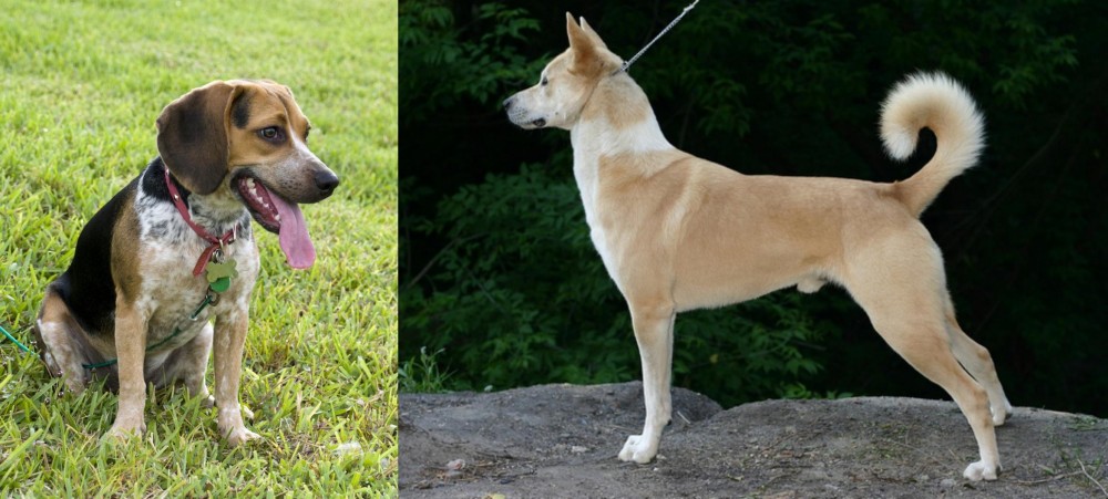 Canaan Dog vs Bluetick Beagle - Breed Comparison