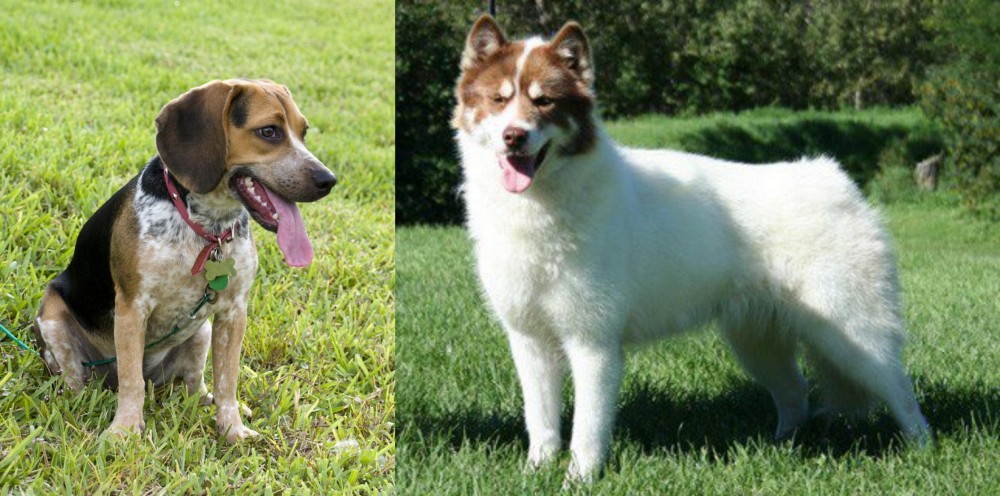 Canadian Eskimo Dog vs Bluetick Beagle - Breed Comparison