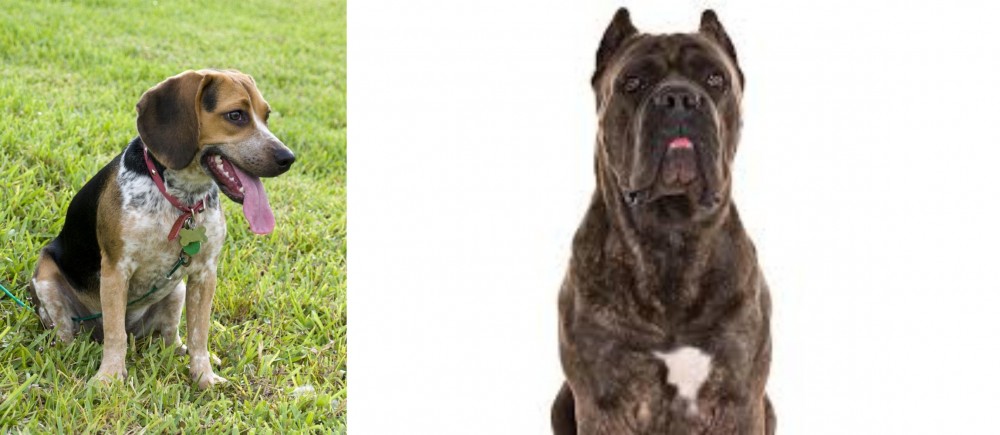 Cane Corso vs Bluetick Beagle - Breed Comparison