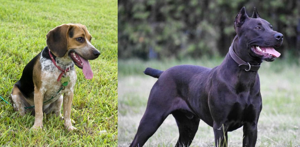 Canis Panther vs Bluetick Beagle - Breed Comparison