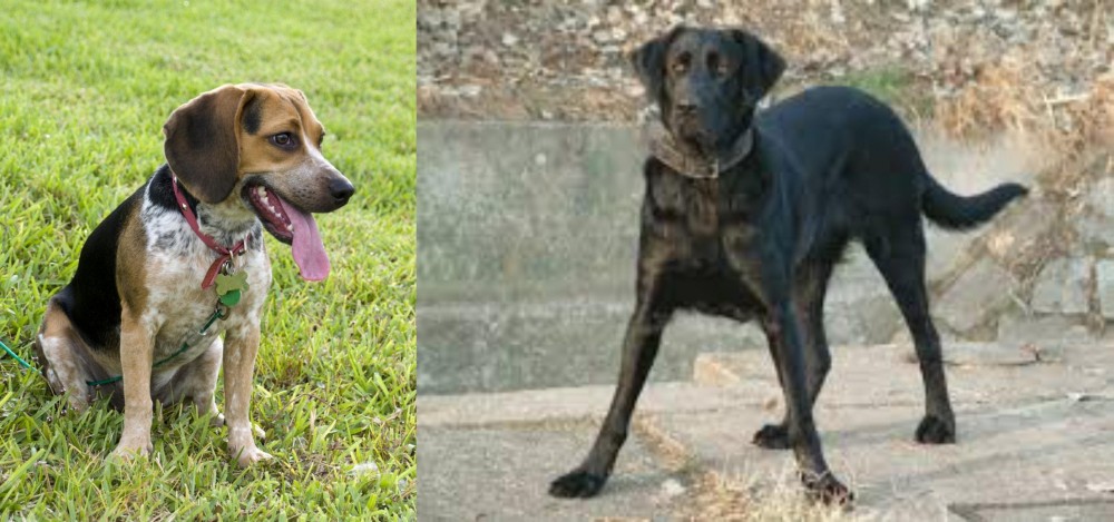 Cao de Castro Laboreiro vs Bluetick Beagle - Breed Comparison