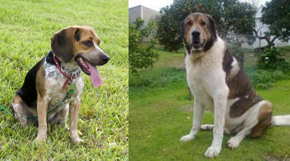 Cao de Gado Transmontano vs Bluetick Beagle - Breed Comparison