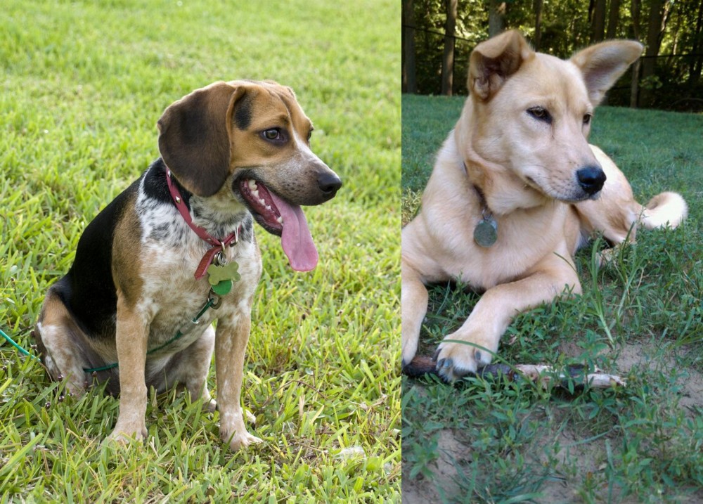 Carolina Dog vs Bluetick Beagle - Breed Comparison