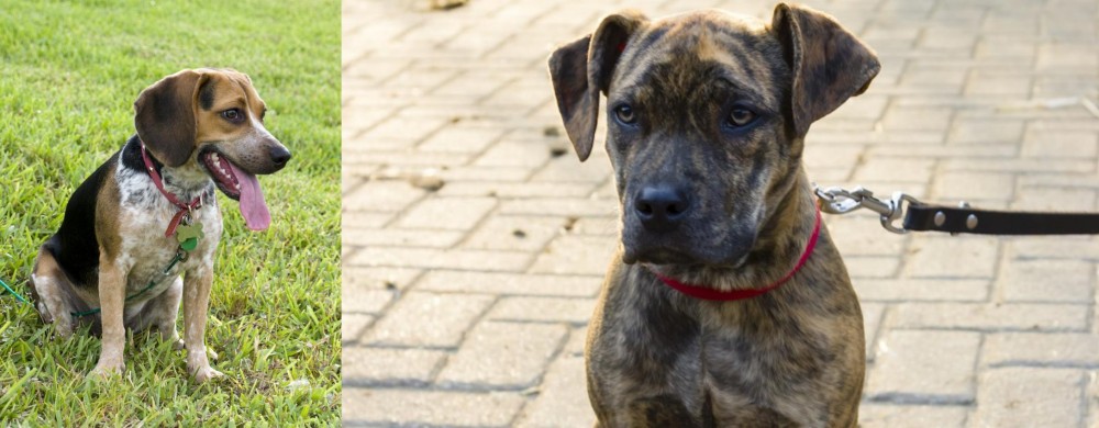 Catahoula Bulldog vs Bluetick Beagle - Breed Comparison