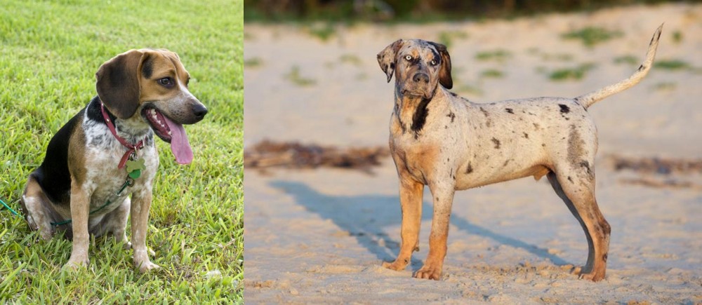 Catahoula Cur vs Bluetick Beagle - Breed Comparison