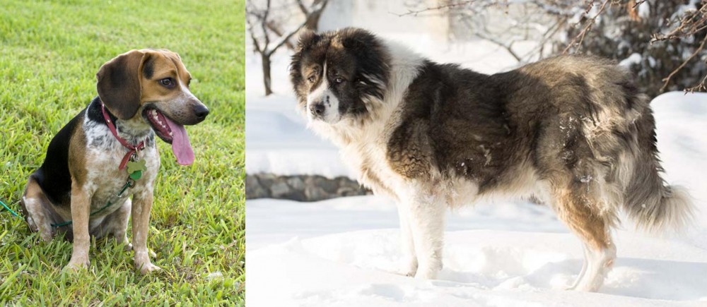 Caucasian Shepherd vs Bluetick Beagle - Breed Comparison