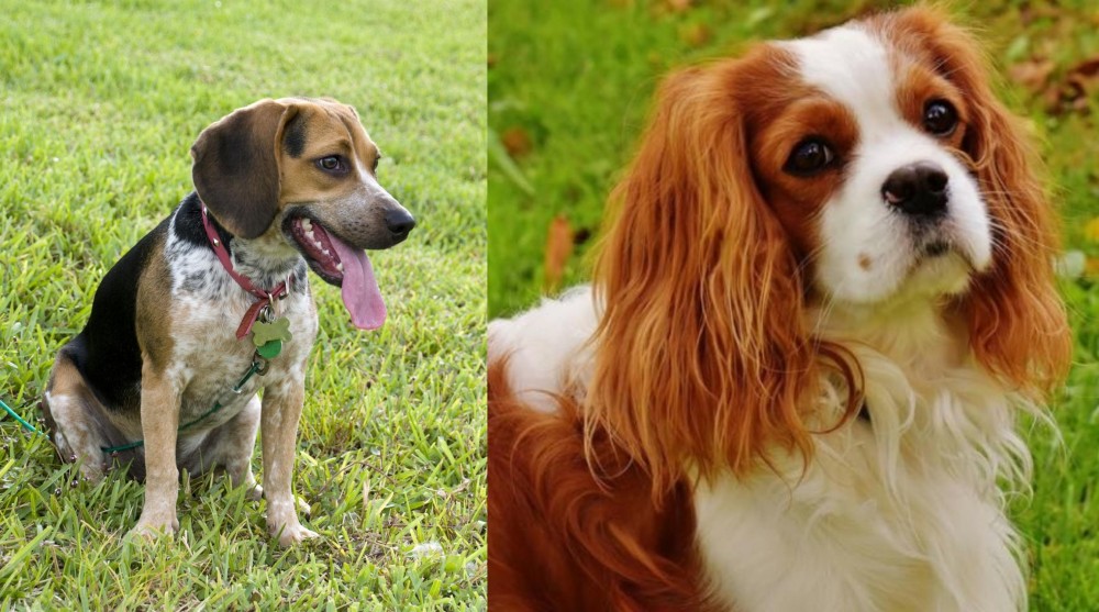 Cavalier King Charles Spaniel vs Bluetick Beagle - Breed Comparison