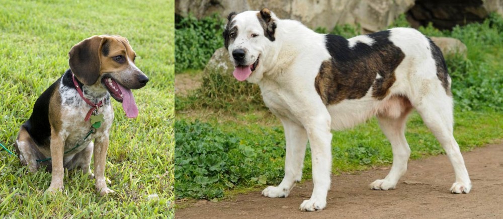 Central Asian Shepherd vs Bluetick Beagle - Breed Comparison