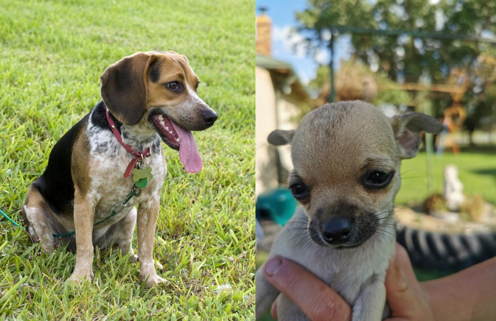 Chihuahua vs Bluetick Beagle - Breed Comparison