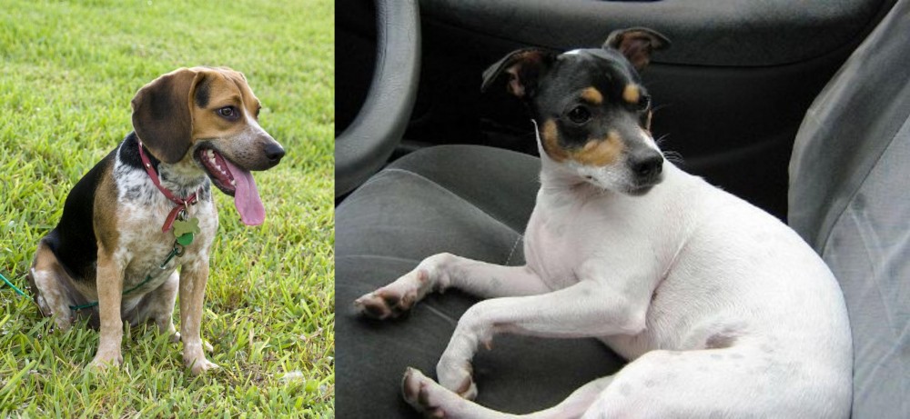 Chilean Fox Terrier vs Bluetick Beagle - Breed Comparison