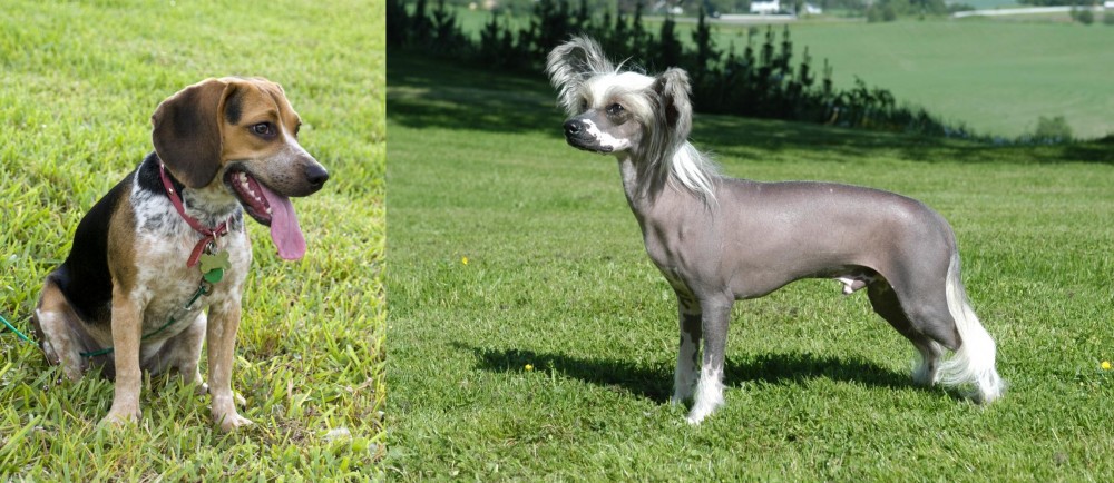 Chinese Crested Dog vs Bluetick Beagle - Breed Comparison