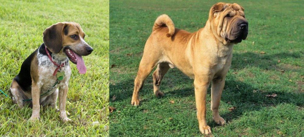 Chinese Shar Pei vs Bluetick Beagle - Breed Comparison