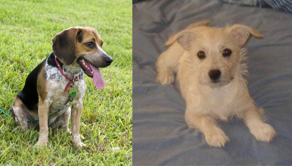 Chipoo vs Bluetick Beagle - Breed Comparison