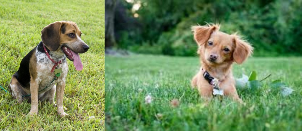 Chiweenie vs Bluetick Beagle - Breed Comparison