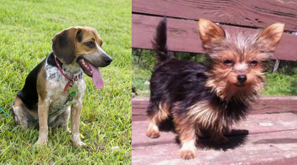Chorkie vs Bluetick Beagle - Breed Comparison