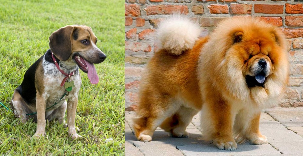Chow Chow vs Bluetick Beagle - Breed Comparison