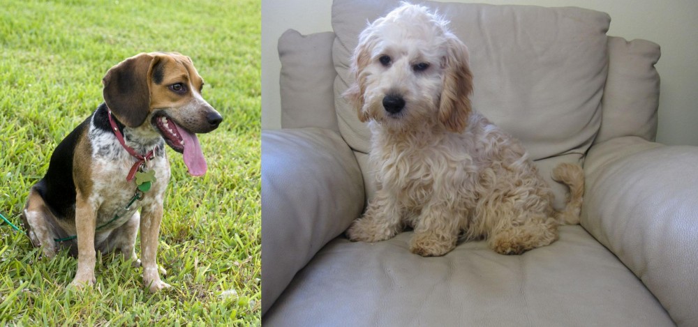 Cockachon vs Bluetick Beagle - Breed Comparison