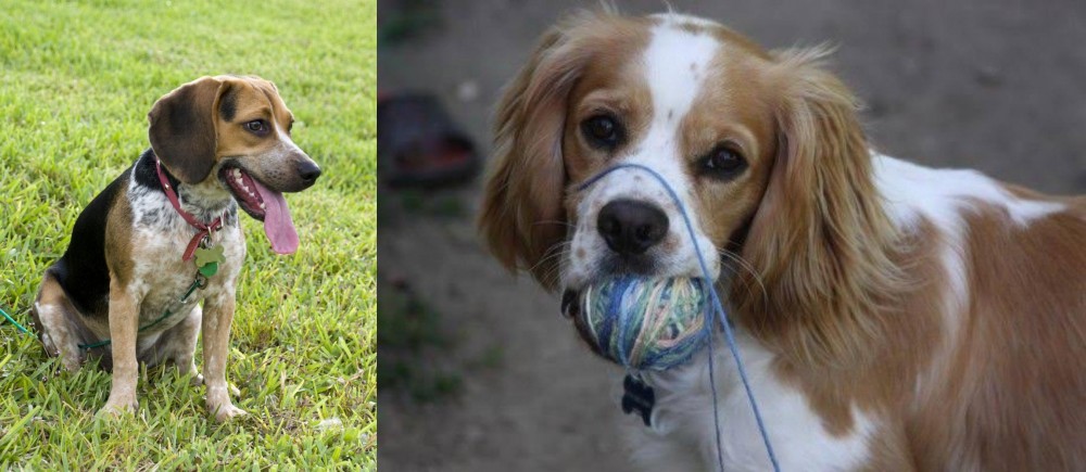 Cockalier vs Bluetick Beagle - Breed Comparison