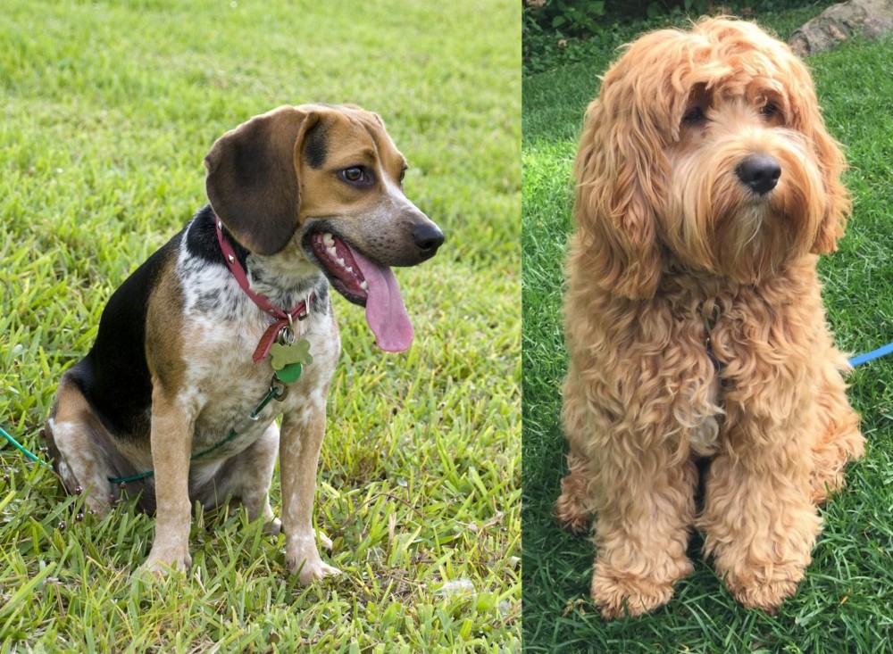 Cockapoo vs Bluetick Beagle - Breed Comparison