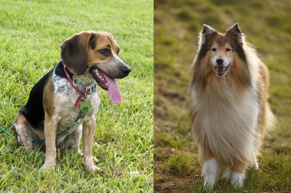 Collie vs Bluetick Beagle - Breed Comparison