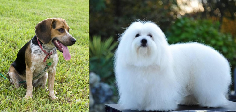 Coton De Tulear vs Bluetick Beagle - Breed Comparison
