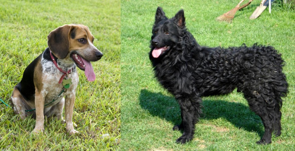 Croatian Sheepdog vs Bluetick Beagle - Breed Comparison