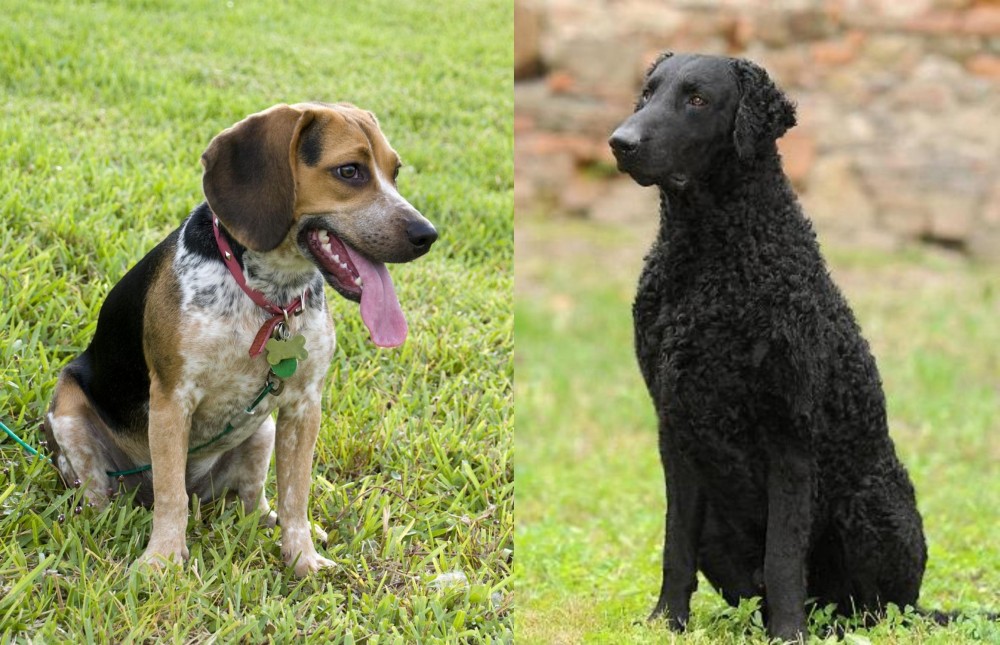 Curly Coated Retriever vs Bluetick Beagle - Breed Comparison