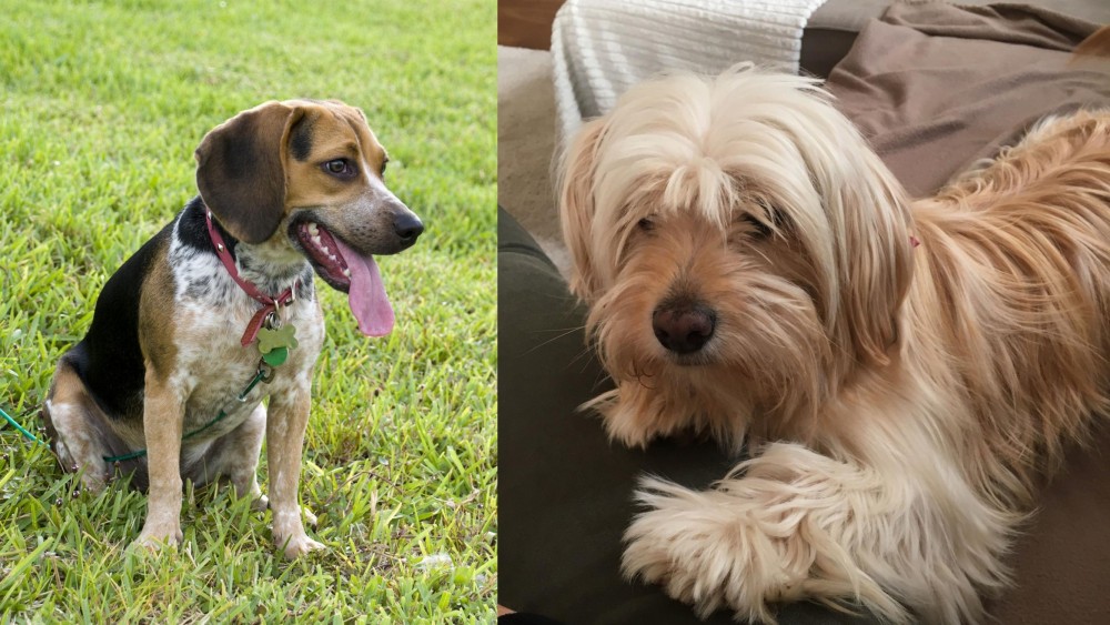Cyprus Poodle vs Bluetick Beagle - Breed Comparison