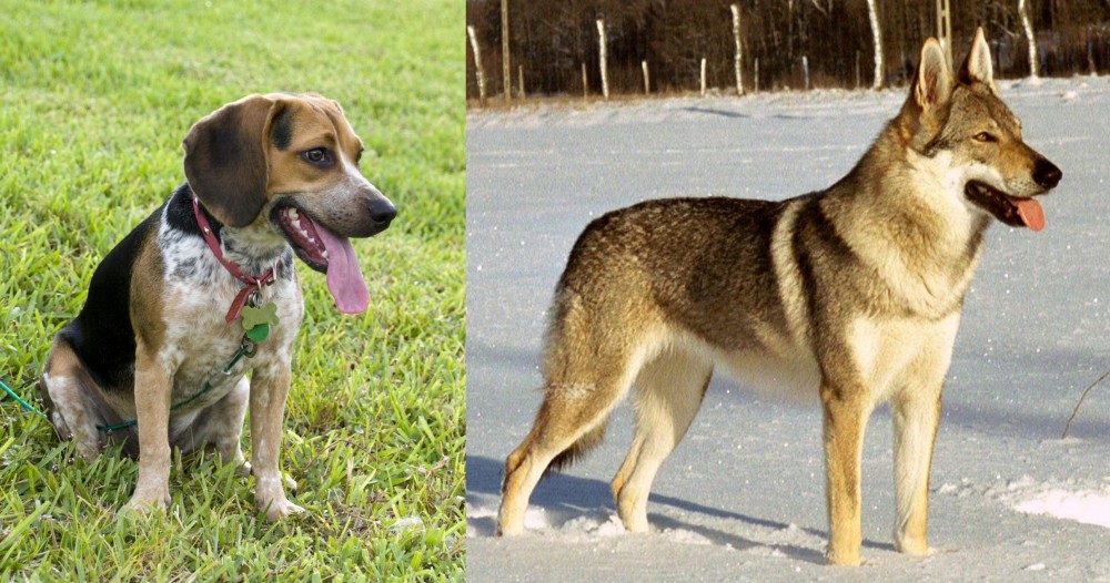 Czechoslovakian Wolfdog vs Bluetick Beagle - Breed Comparison