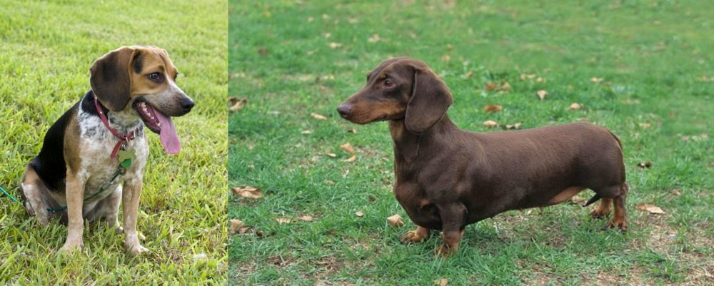 Dachshund vs Bluetick Beagle - Breed Comparison