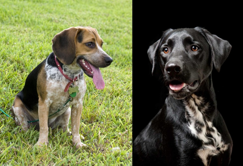 Dalmador vs Bluetick Beagle - Breed Comparison