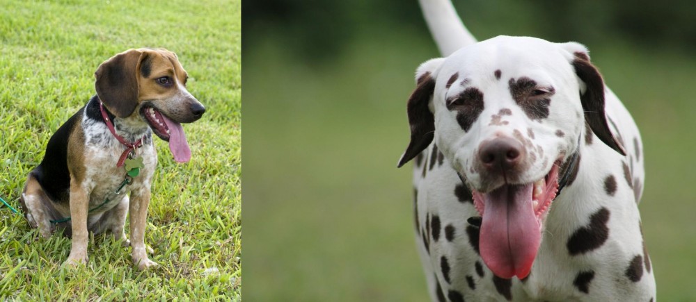 Dalmatian vs Bluetick Beagle - Breed Comparison