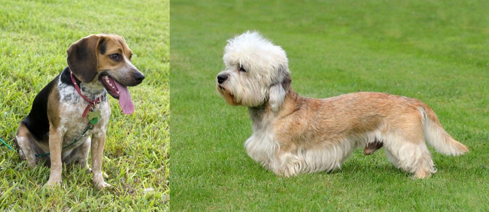 Dandie Dinmont Terrier vs Bluetick Beagle - Breed Comparison