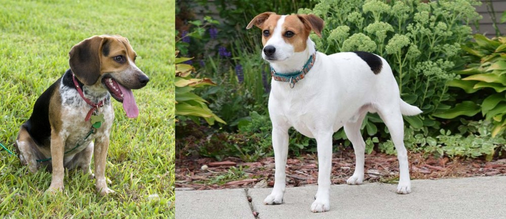 Danish Swedish Farmdog vs Bluetick Beagle - Breed Comparison